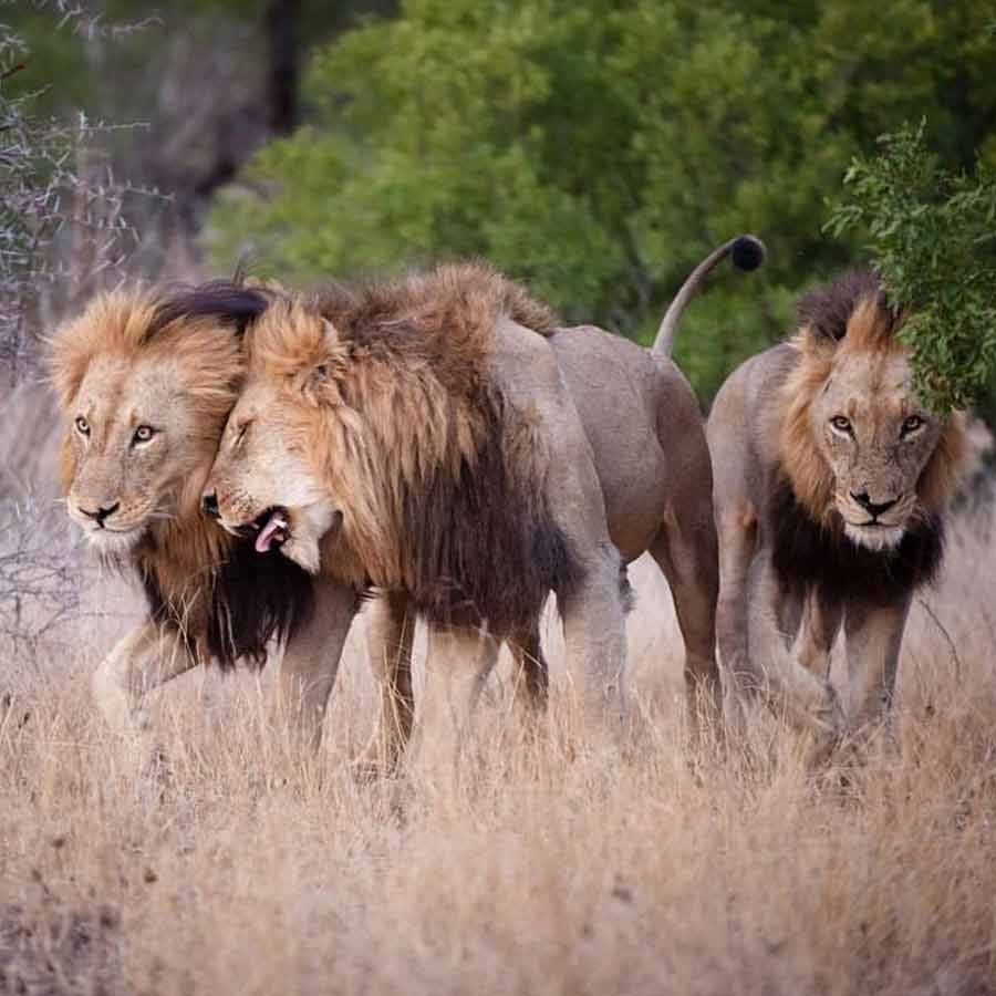 All need to know about Mapogo lions, once known as world’s deadliest lions