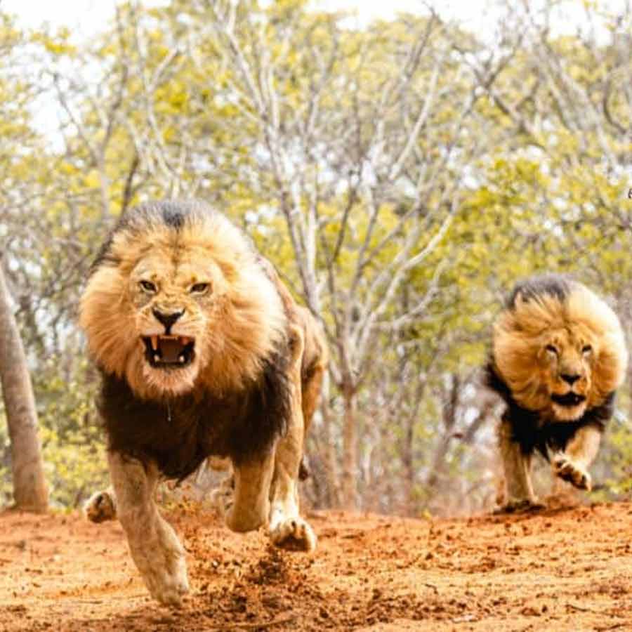 All need to know about Mapogo lions, once known as world’s deadliest lions