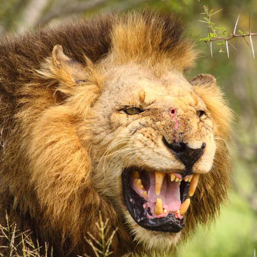 All need to know about Mapogo lions, once known as world’s deadliest lions