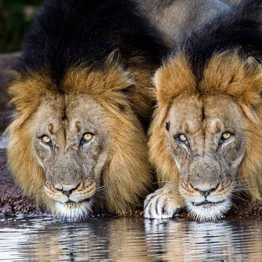 All need to know about Mapogo lions, once known as world’s deadliest lions