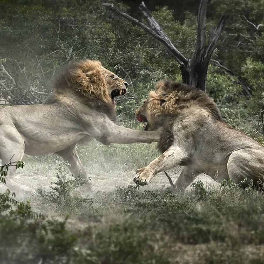 All need to know about Mapogo lions, once known as world’s deadliest lions