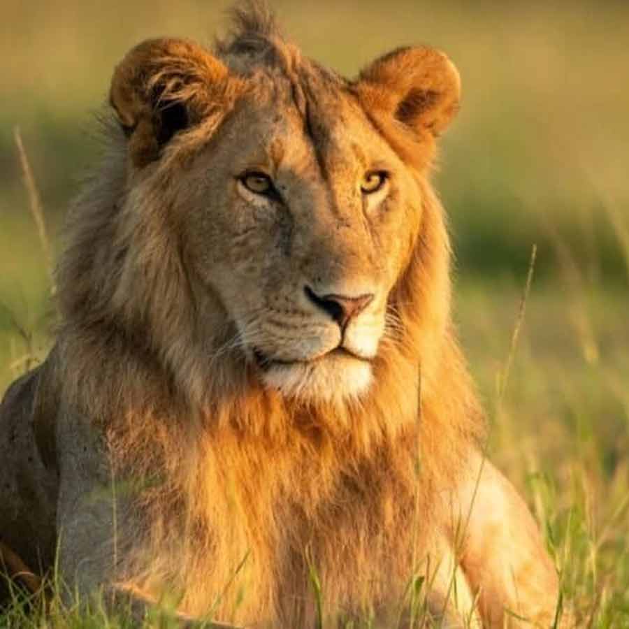 All need to know about Mapogo lions, once known as world’s deadliest lions