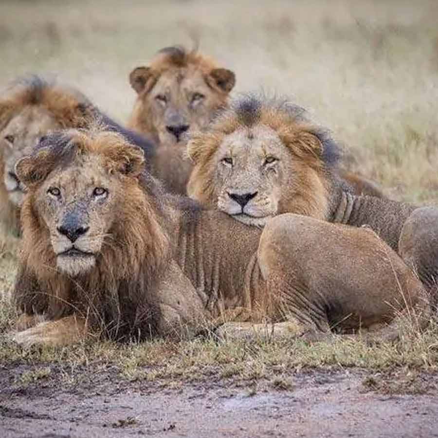 All need to know about Mapogo lions, once known as world’s deadliest lions