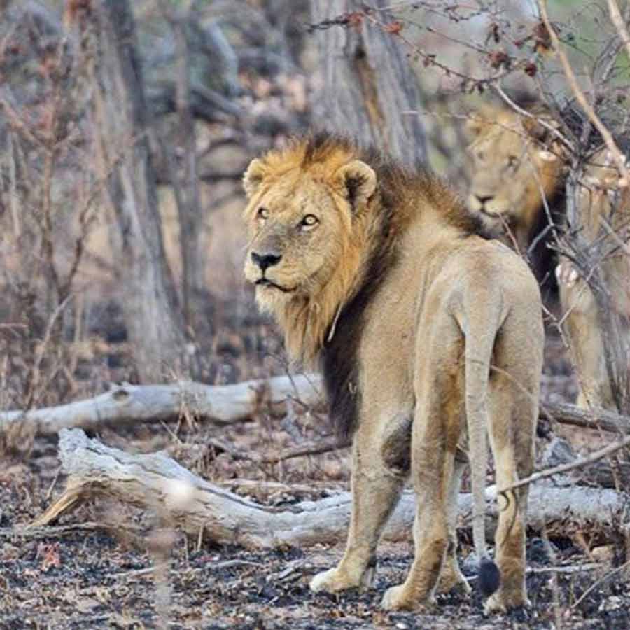 All need to know about Mapogo lions, once known as world’s deadliest lions