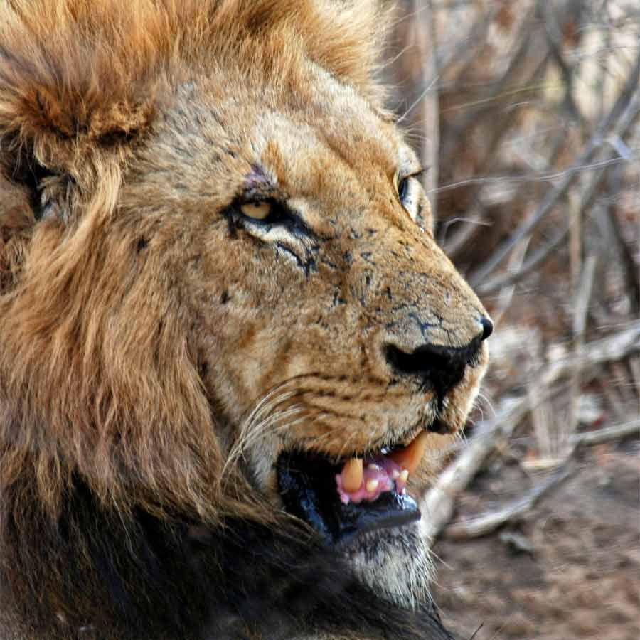 All need to know about Mapogo lions, once known as world’s deadliest lions