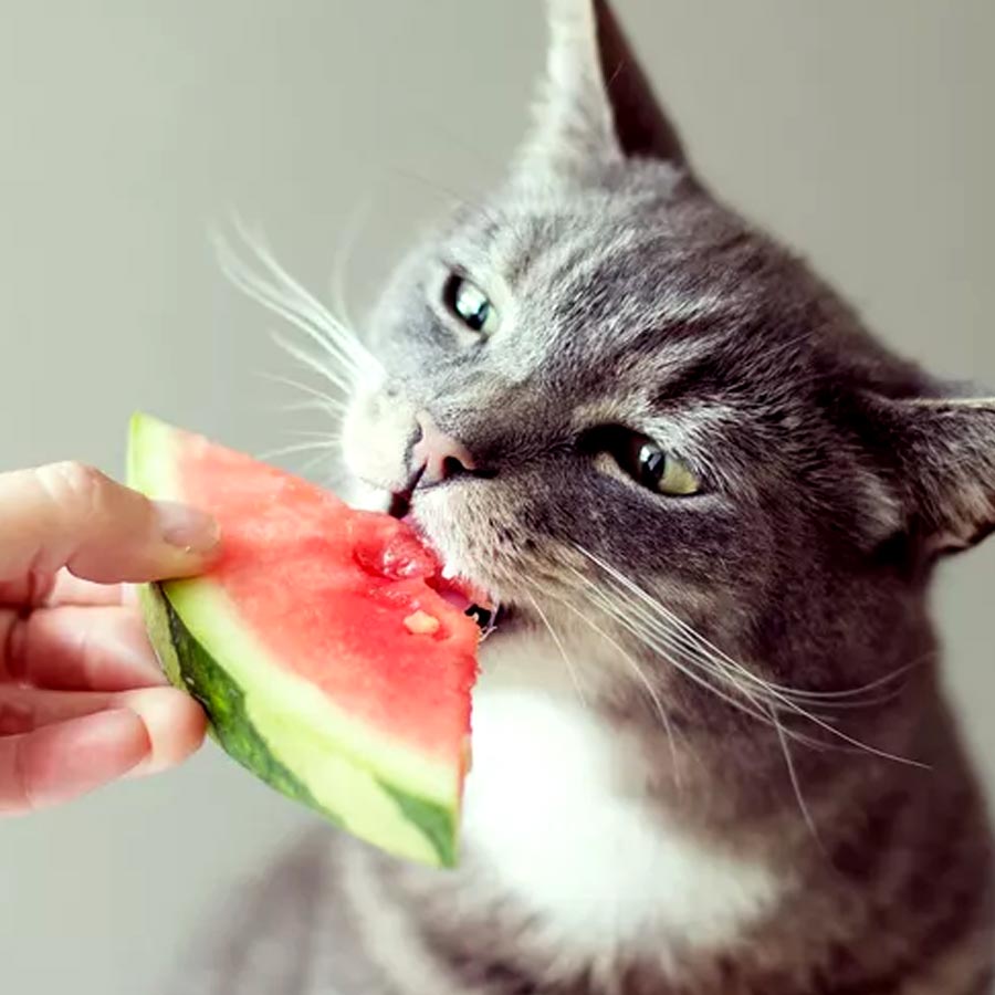 Is it good for cats to feed fruits like watermelon dgtl