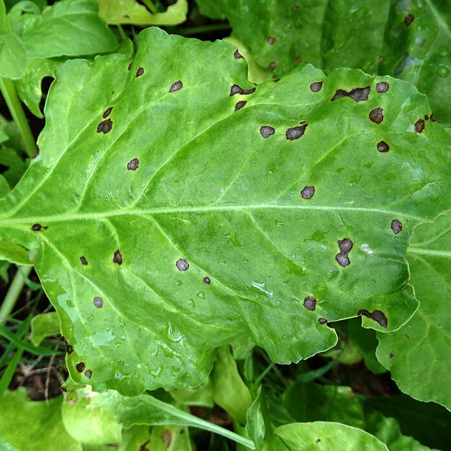 how to treat balck spot on your spinach plant dgtl