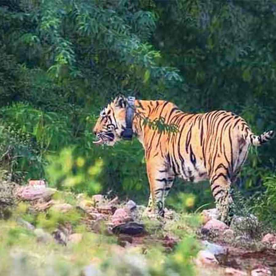 It is only a matter of time before the plan to demarcate the new 'core area' in Rajasthan's Sariska Tiger Reserve comes into effect