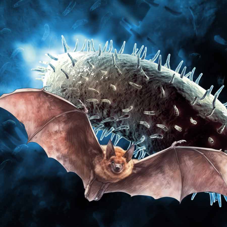 A Man Has died from an extremely rare rabies-like infection transmitted by a bat bite