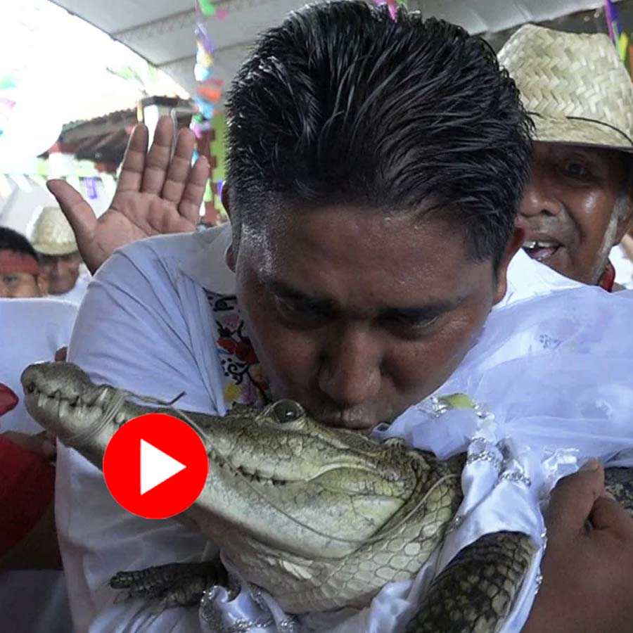 mayor of Mexico symbolically marrying a female crocodile