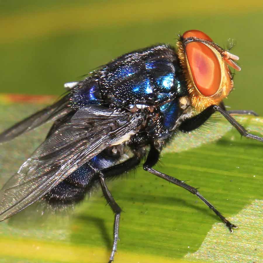 US is planning to breed billions of screwworm and dump them from aircraft to fight against flesh eating maggot in Texas and Mexico