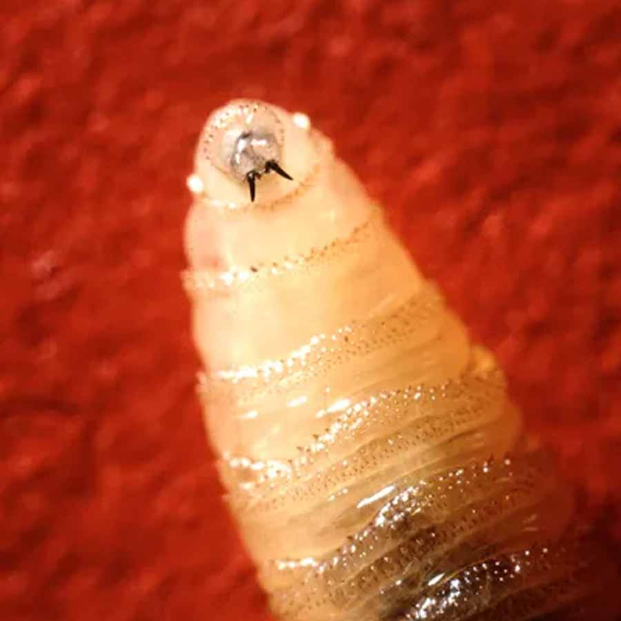 US is planning to breed billions of screwworm and dump them from aircraft to fight against flesh eating maggot in Texas and Mexico