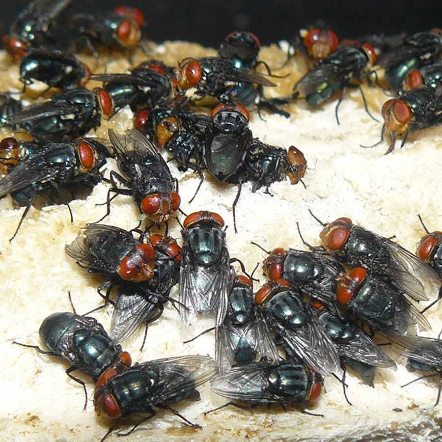 US is planning to breed billions of screwworm and dump them from aircraft to fight against flesh eating maggot in Texas and Mexico