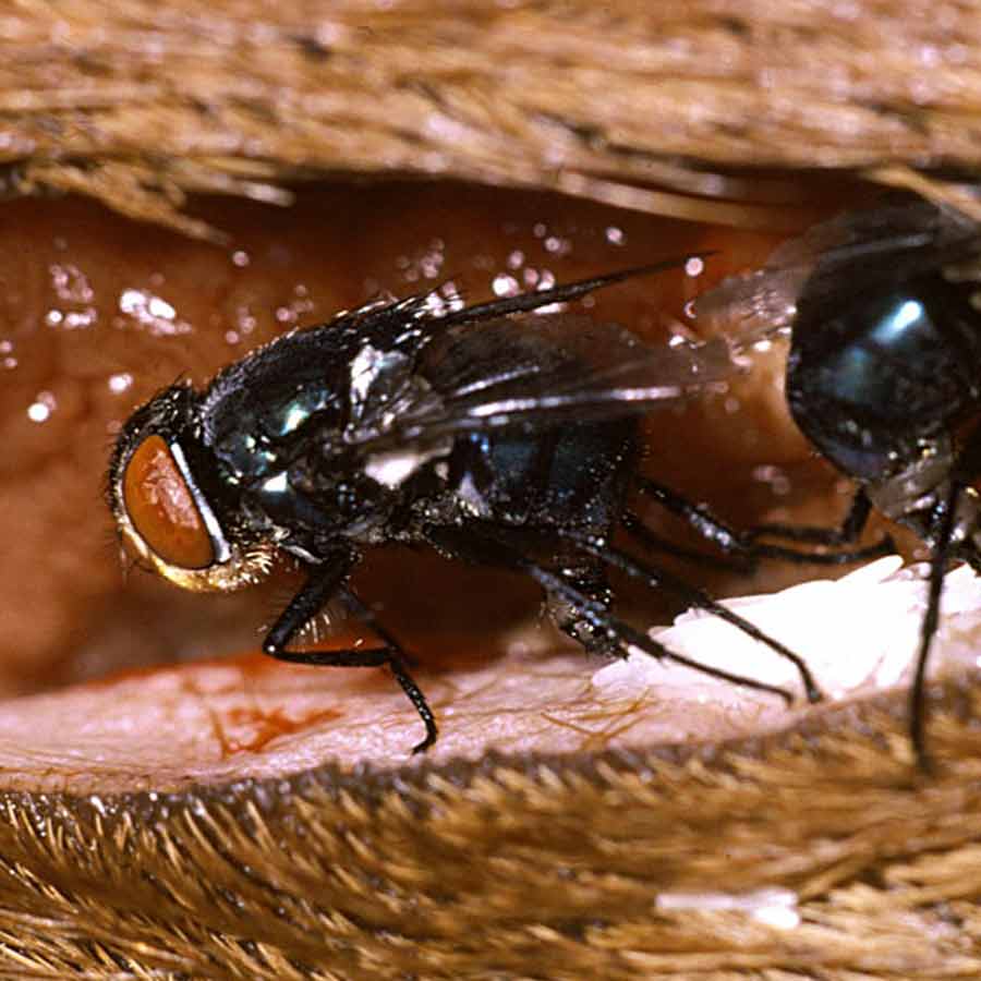 US is planning to breed billions of screwworm and dump them from aircraft to fight against flesh eating maggot in Texas and Mexico