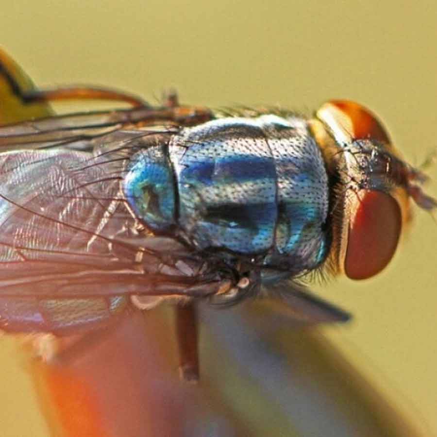 US is planning to breed billions of screwworm and dump them from aircraft to fight against flesh eating maggot in Texas and Mexico