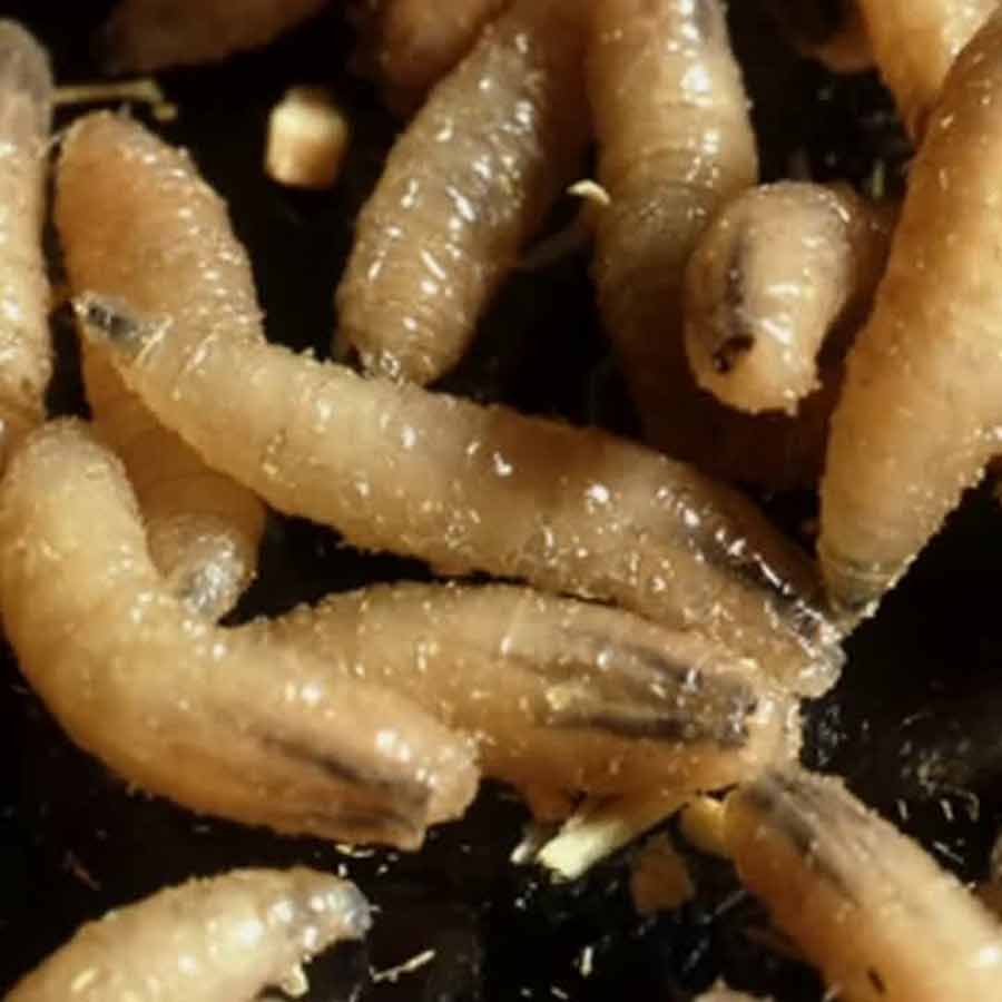US is planning to breed billions of screwworm and dump them from aircraft to fight against flesh eating maggot in Texas and Mexico