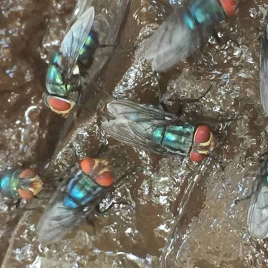 US is planning to breed billions of screwworm and dump them from aircraft to fight against flesh eating maggot in Texas and Mexico