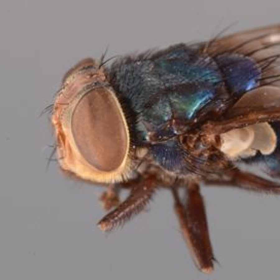US is planning to breed billions of screwworm and dump them from aircraft to fight against flesh eating maggot in Texas and Mexico