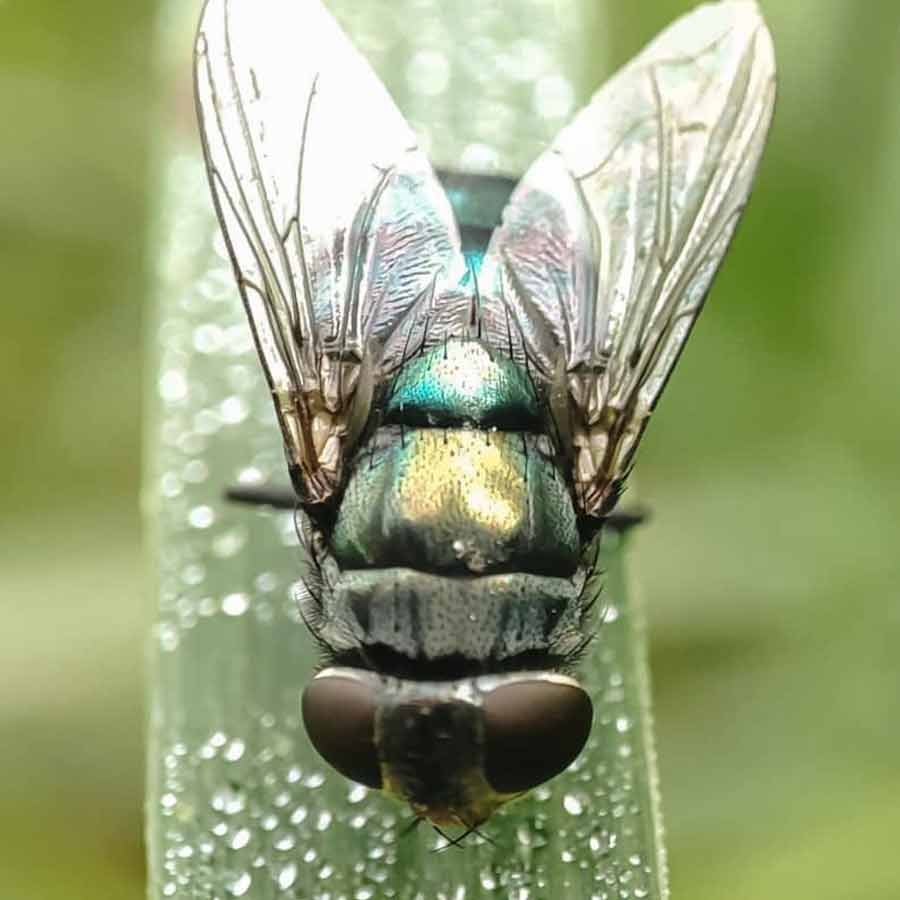 US is planning to breed billions of screwworm and dump them from aircraft to fight against flesh eating maggot in Texas and Mexico