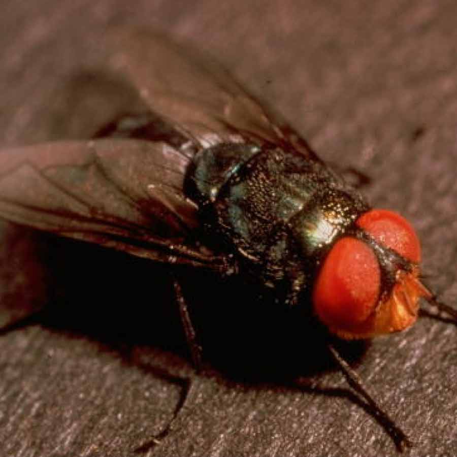 US is planning to breed billions of screwworm and dump them from aircraft to fight against flesh eating maggot in Texas and Mexico