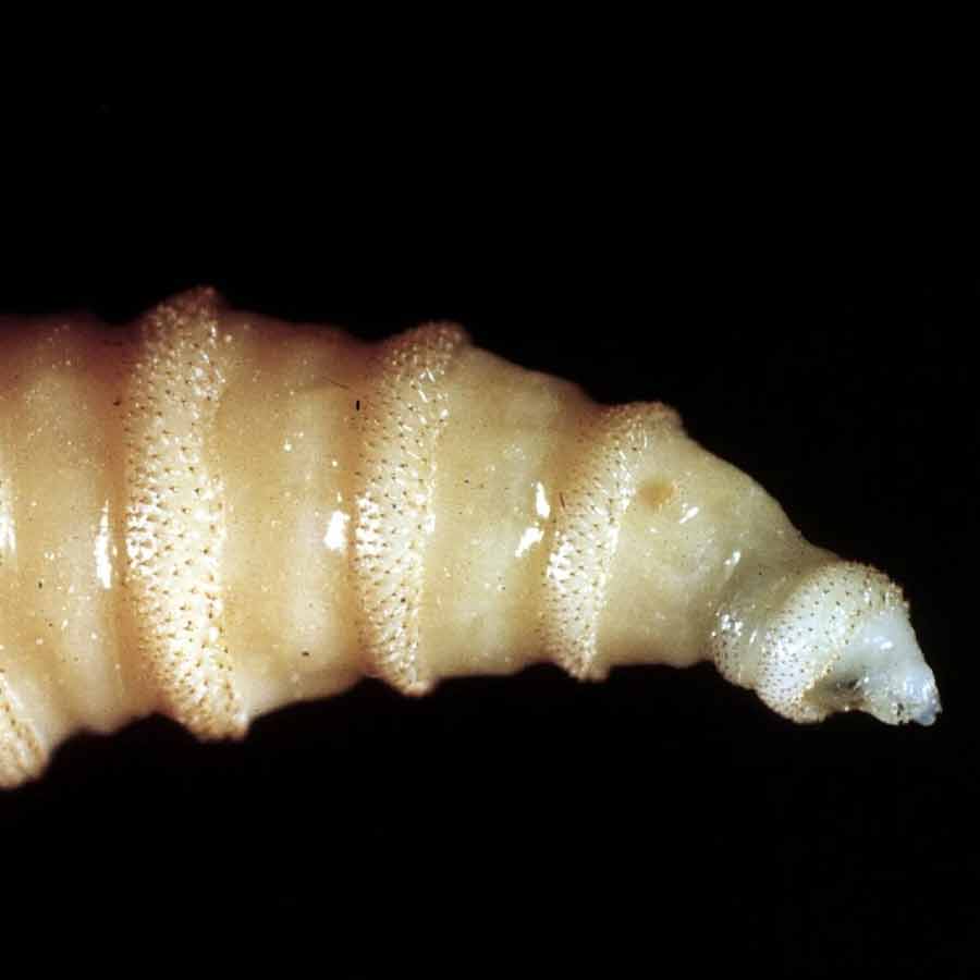 US is planning to breed billions of screwworm and dump them from aircraft to fight against flesh eating maggot in Texas and Mexico