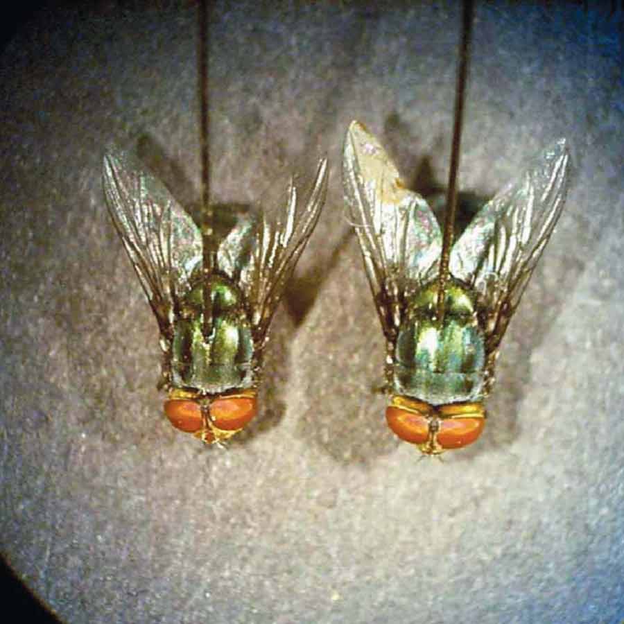 US is planning to breed billions of screwworm and dump them from aircraft to fight against flesh eating maggot in Texas and Mexico