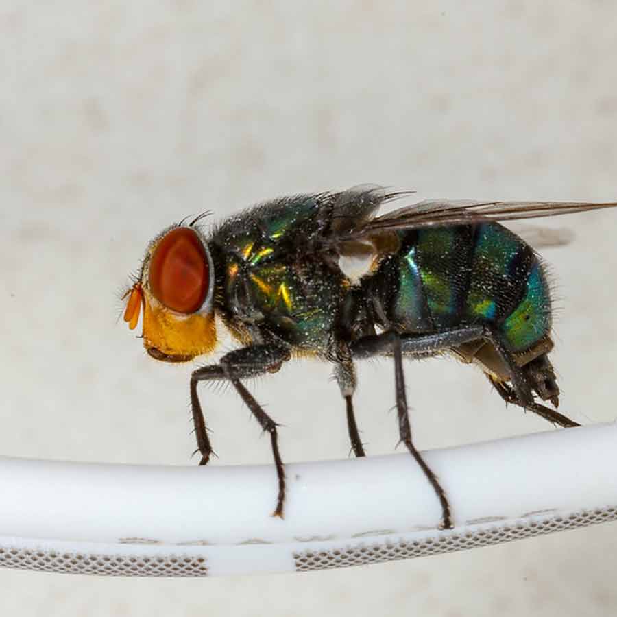 US is planning to breed billions of screwworm and dump them from aircraft to fight against flesh eating maggot in Texas and Mexico