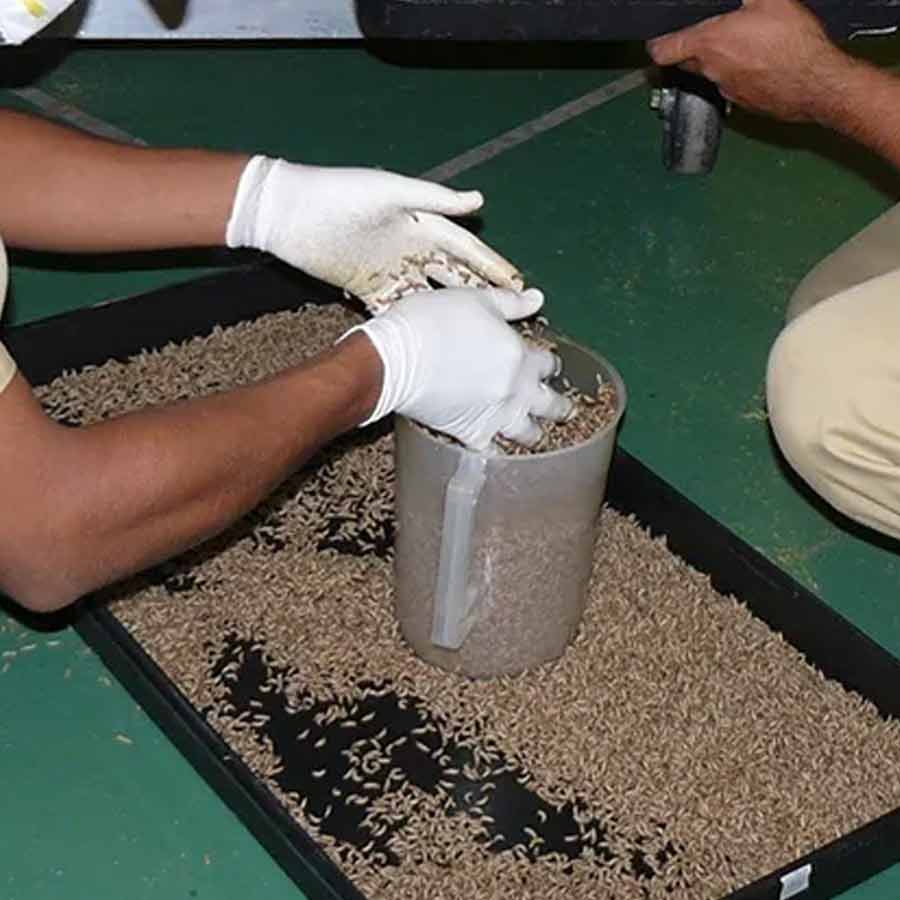 US is planning to breed billions of screwworm and dump them from aircraft to fight against flesh eating maggot in Texas and Mexico