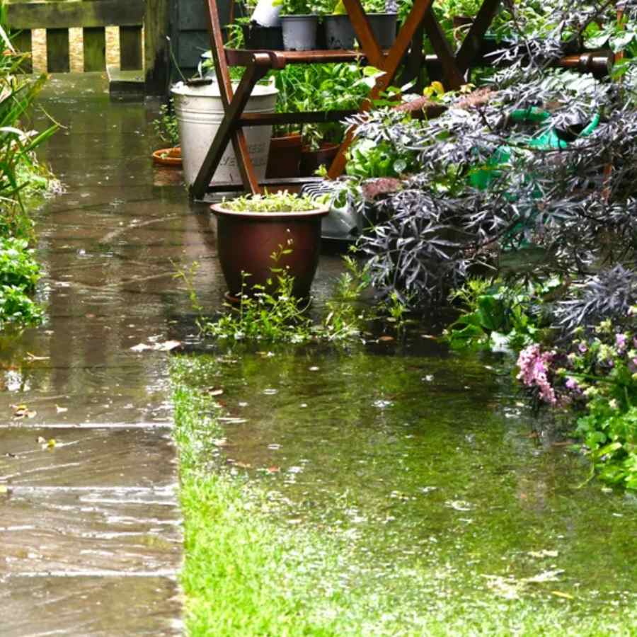 how to protect plants in your garden during monsoon dgtl