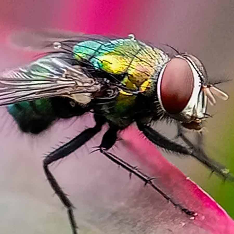 US is planning to breed billions of screwworm and dump them from aircraft to fight against flesh eating maggot in Texas and Mexico