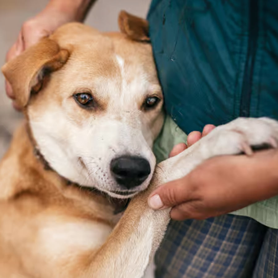 Follow these 9 ways to support and soothe your dog in their final days