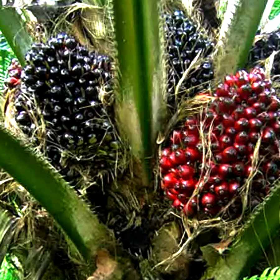 Oil palm farming expansion is a double-edged sword for presents of Telangana, know the reasons