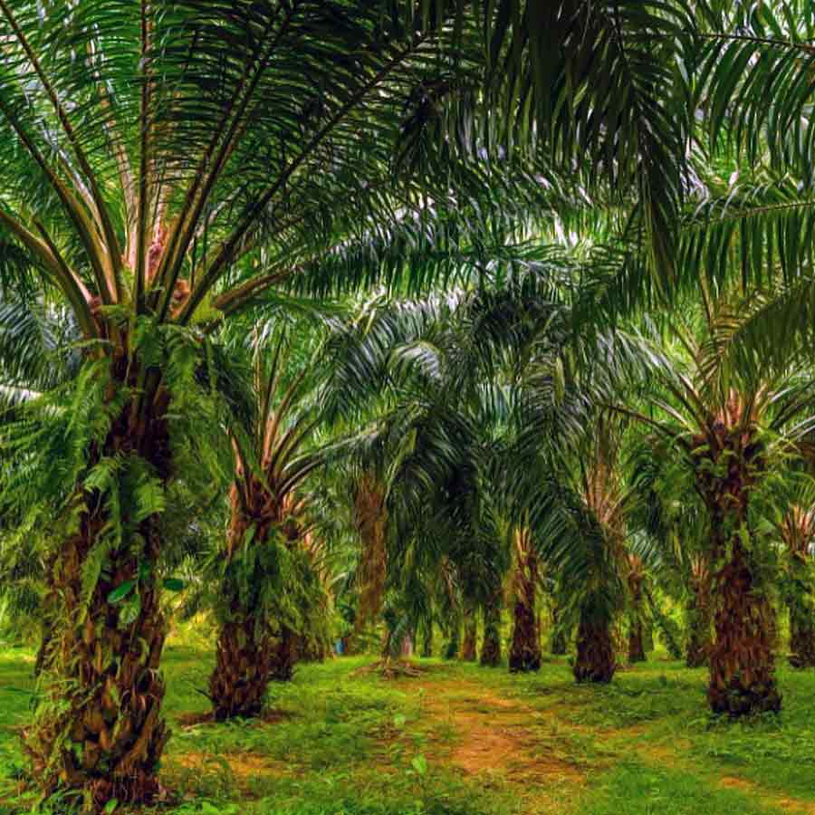 Oil palm farming expansion is a double-edged sword for presents of Telangana, know the reasons