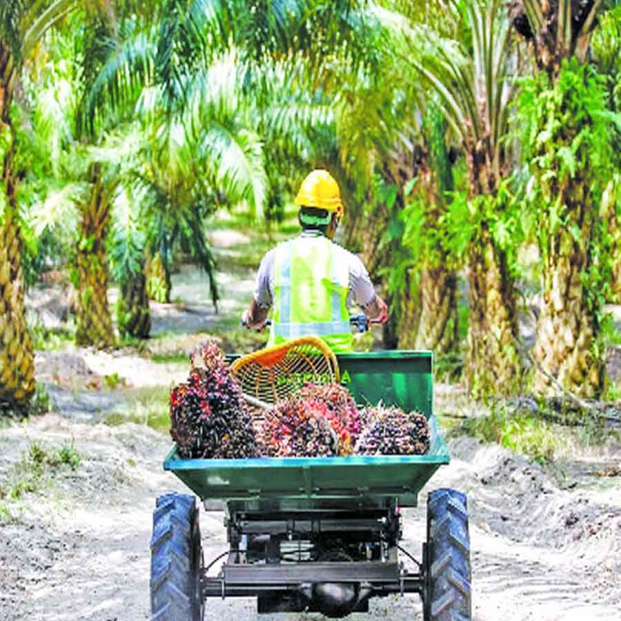 Oil palm farming expansion is a double-edged sword for presents of Telangana, know the reasons