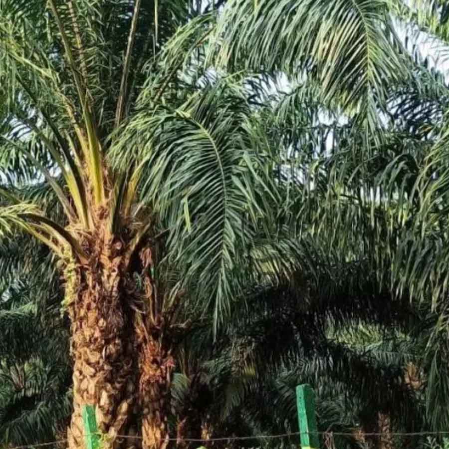 Oil palm farming expansion is a double-edged sword for presents of Telangana, know the reasons
