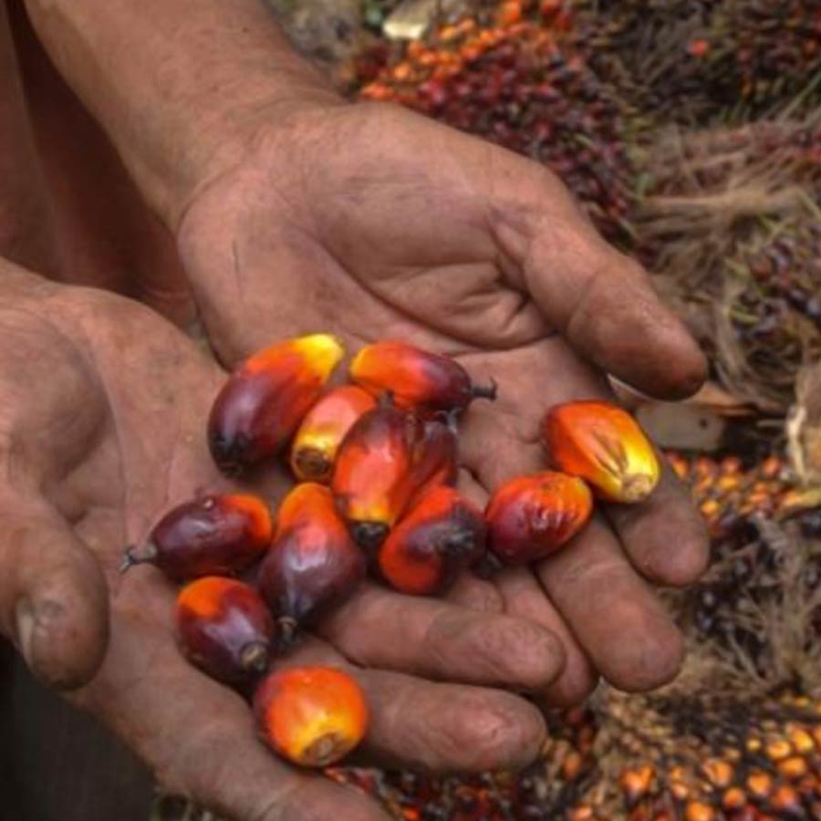 Oil palm farming expansion is a double-edged sword for presents of Telangana, know the reasons