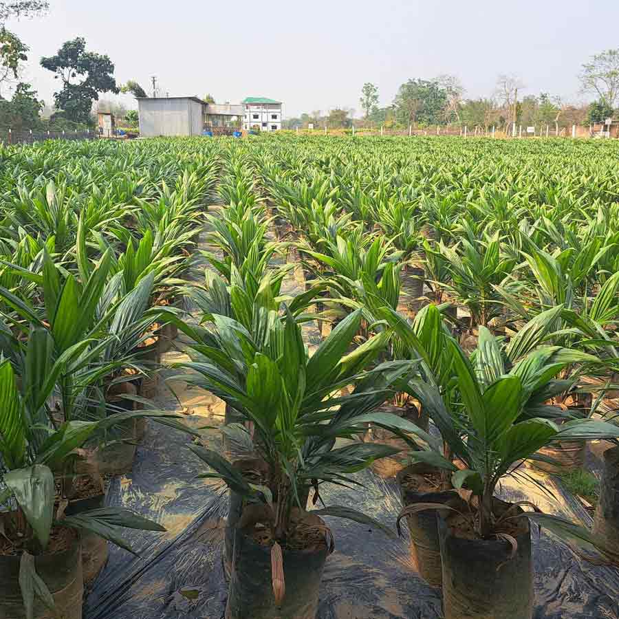 Oil palm farming expansion is a double-edged sword for presents of Telangana, know the reasons
