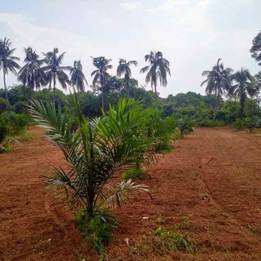 Oil palm farming expansion is a double-edged sword for presents of Telangana, know the reasons