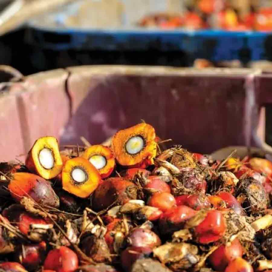 Oil palm farming expansion is a double-edged sword for presents of Telangana, know the reasons