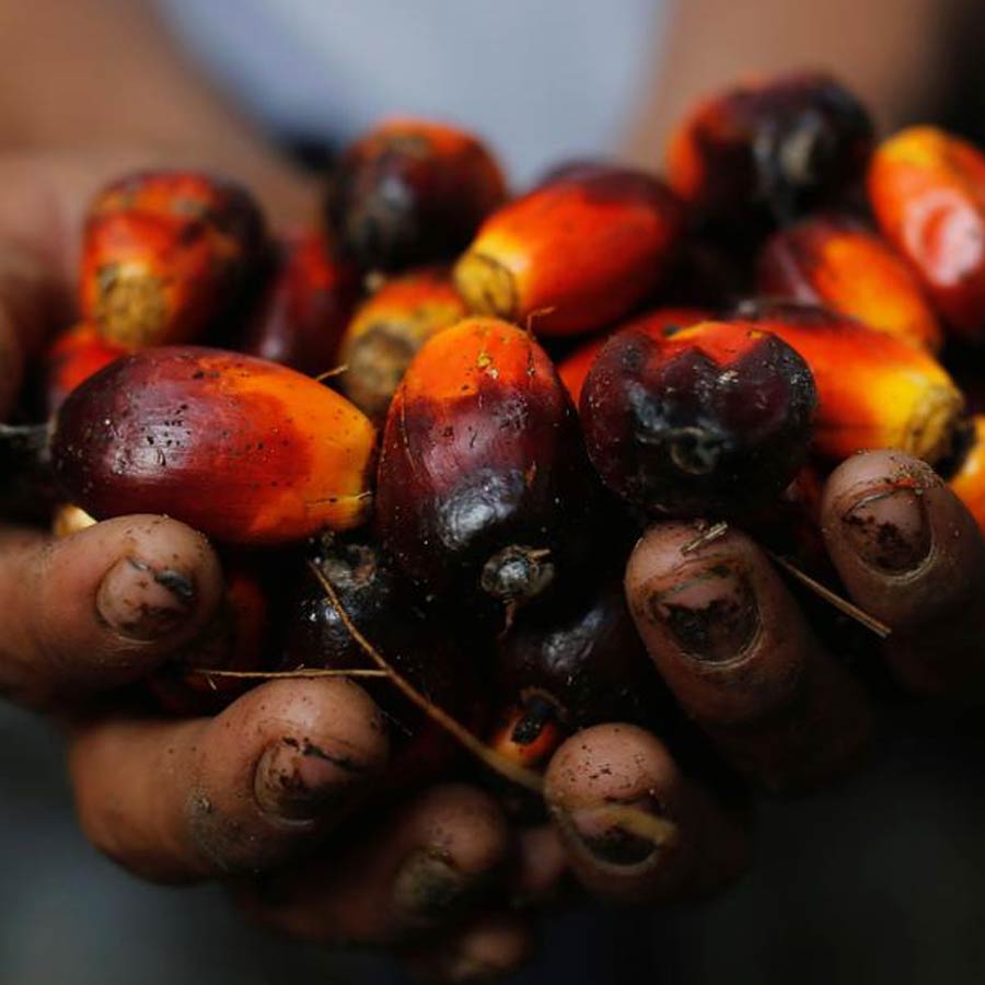 Oil palm farming expansion is a double-edged sword for presents of Telangana, know the reasons