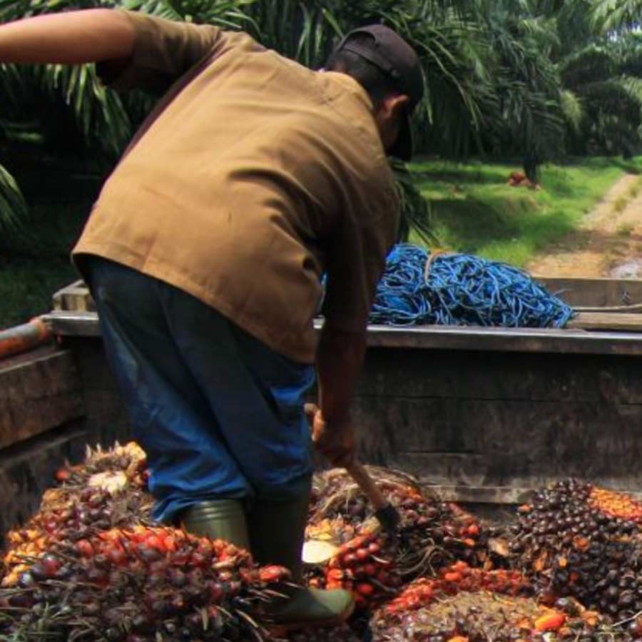 Oil palm farming expansion is a double-edged sword for presents of Telangana, know the reasons