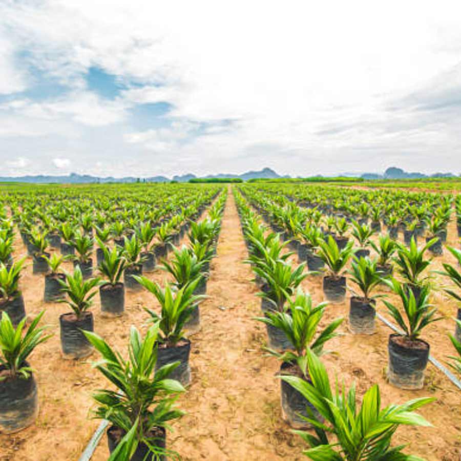 Oil palm farming expansion is a double-edged sword for presents of Telangana, know the reasons