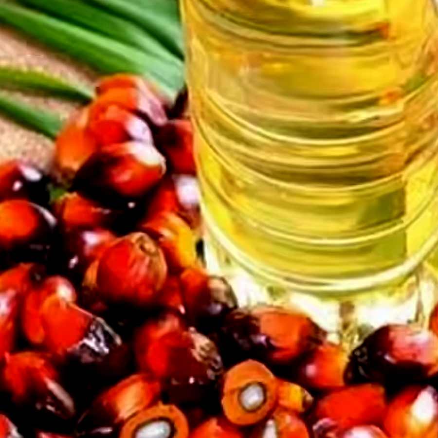 Oil palm farming expansion is a double-edged sword for presents of Telangana, know the reasons