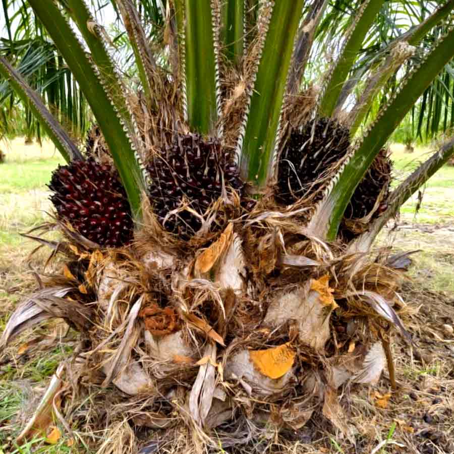 Oil palm farming expansion is a double-edged sword for presents of Telangana, know the reasons