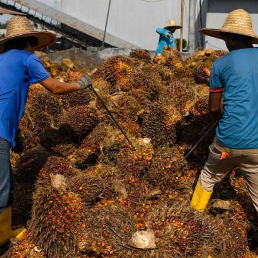 Oil palm farming expansion is a double-edged sword for presents of Telangana, know the reasons