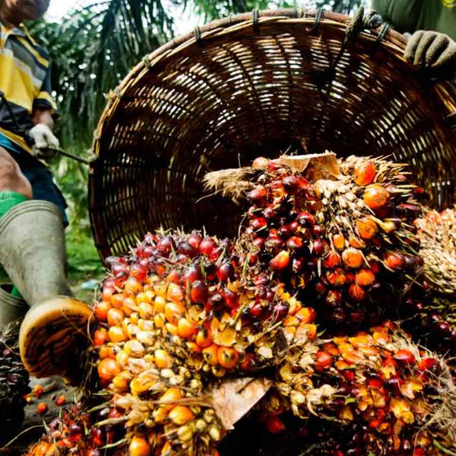 Oil palm farming expansion is a double-edged sword for presents of Telangana, know the reasons