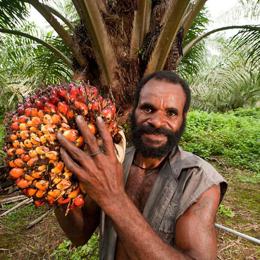 Oil palm farming expansion is a double-edged sword for presents of Telangana, know the reasons