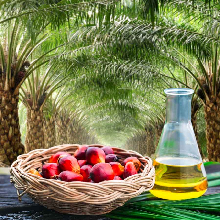 Oil palm farming expansion is a double-edged sword for presents of Telangana, know the reasons