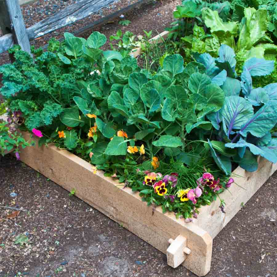 Gardening tips in small space, know more about Raised bed Gardening