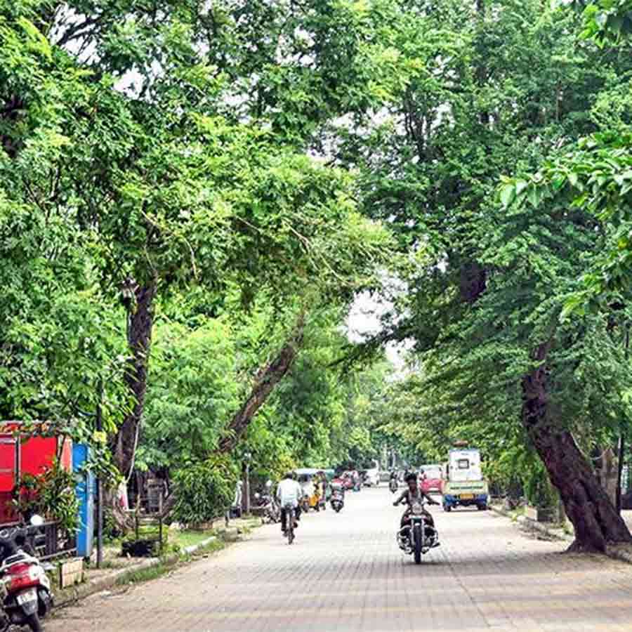 Many trees on Dumurjala Ring Road can cause accidents
